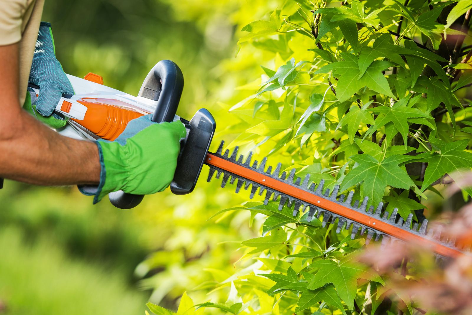 Hedge being trimmed into shape