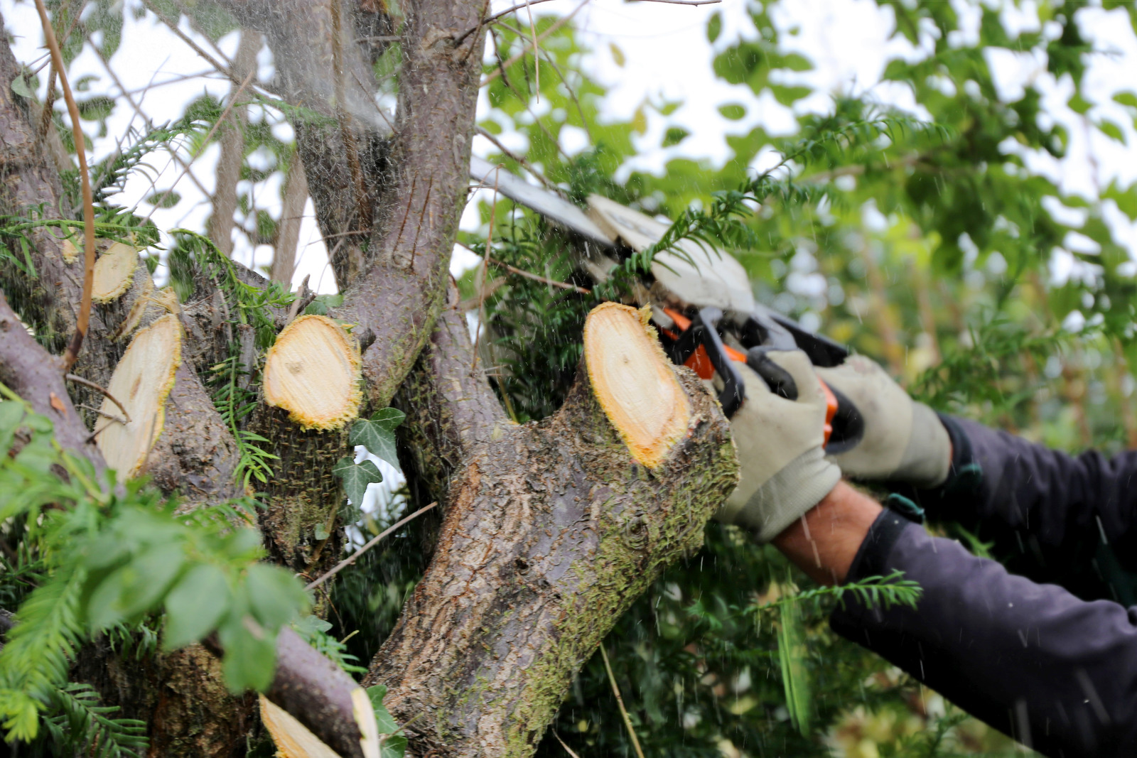 Cutting a tree branch